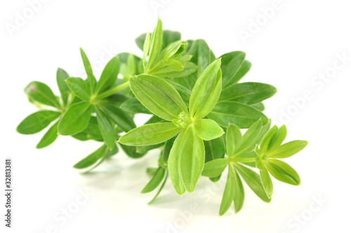 Foto: Waldmeister Waldmeister