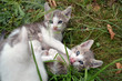 attaque du troisième chatons