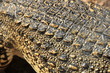 Crocodile leather texture Crocodile leather texture