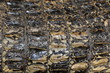 Macro shoot of crocodile leather Macro shoot of crocodile leather