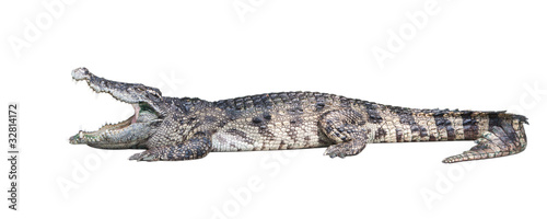Photo: Dangerous crocodile isolated on white background Dangerous crocodile isolated on white background