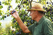 Old man picking plums from a tree