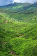 Teeplantage in den Bergen Indiens
