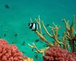 Photo: White-tail dascyllus and Chromis viridis White-tail dascyllus and Chromis viridis