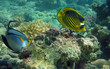 Diagonal Butterflyfish Diagonal Butterflyfish