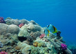 Photo: Two lined butterfly fish Two lined butterfly fish