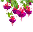 Fuchsia flowers Fuchsia flowers
