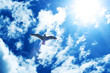 bird in sun