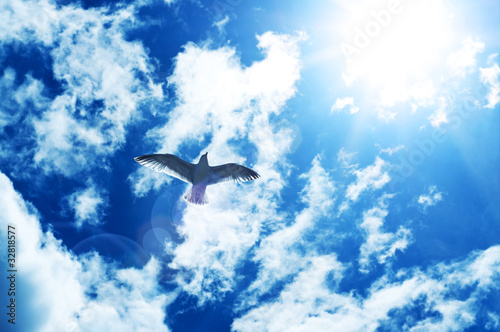 Photo: bird in sun bird in sun