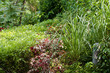 garden landscape