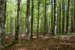 bosco tipico del Monte Amiata a Grosseto in Toscana bosco tipico del Monte Amiata a Grosseto in Toscana