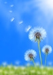 Dandelion field