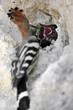 Common Hoopoe (Upupa epops), Israel