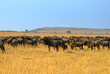 African landscape with antelopes gnu