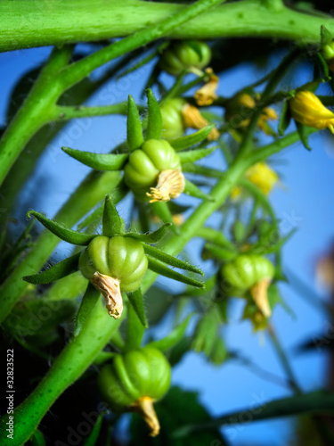 Photo: Green tomatoes Green tomatoes