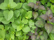 green leafs