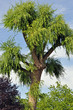 Baum01