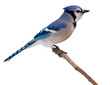 Photo: bluejay scans its surroundings bluejay scans its surroundings