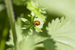 Coccinella