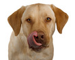 hungry labrador gets excited for its dinner