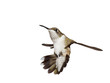 hummingbird falls backwards with is wings spread open