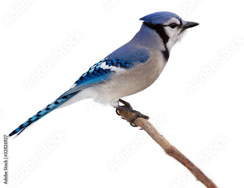 Photo: bluejay scans its surroundings bluejay scans its surroundings