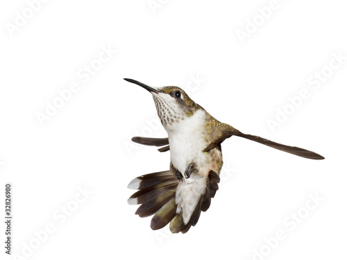 Photo: hummingbird falls backwards with is wings spread open hummingbird falls backwards with is wings spread open