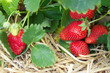 Fresh ripe red strawberries in the field, selective focus