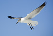 seagull soaring