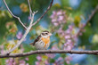 female rose-breasted grosbeak