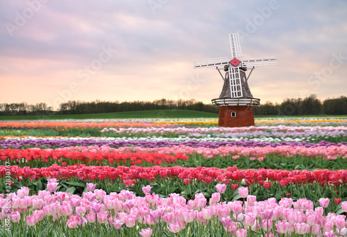 Photo: tulips field tulips field