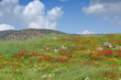 Poppy field in green Poppy field in green