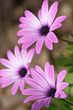 Three Violet Daisies Three Violet Daisies