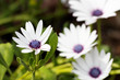 Four White Daisies Four White Daisies
