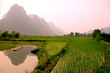 yangshuo landscape - rice field