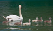 famille de cygnes