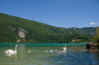 famille de cygnes au lac d'Aiguebelette
