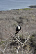 San cristobal island,iles galapagos Ecuador San cristobal island,iles galapagos Ecuador
