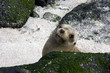 San cristobal island,iles galapagos Ecuador San cristobal island,iles galapagos Ecuador