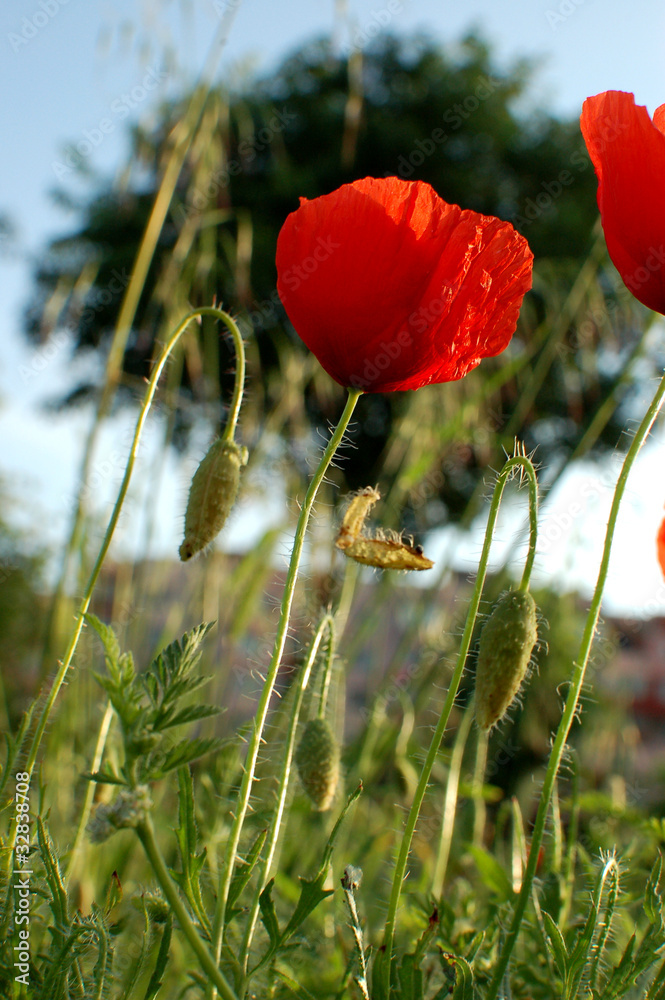 Wild poppies