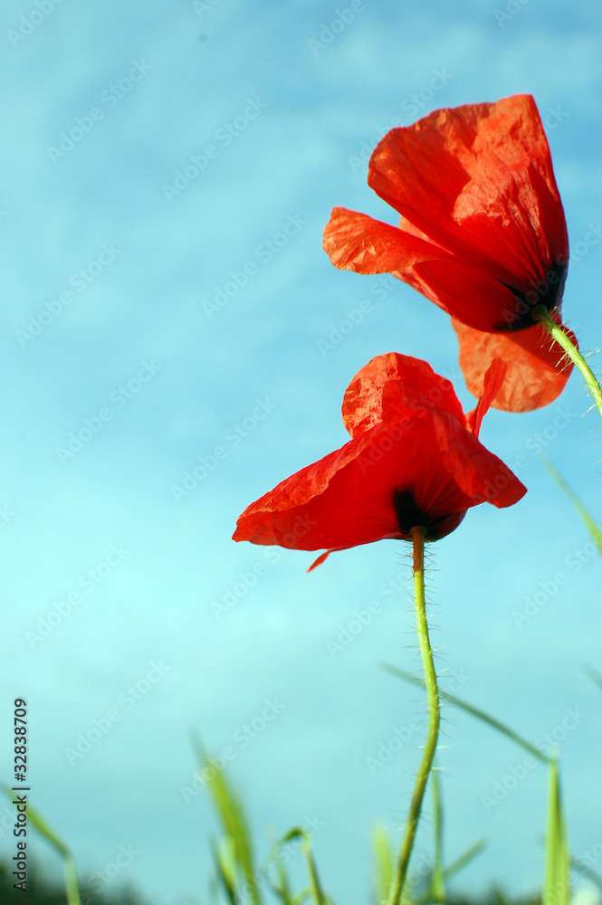 Wild poppies