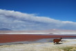 Cordillère des Andes Cordillère des Andes