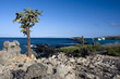 Isla santa fé barrington,islas galapagos Ecuador