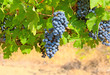 Ripe clusters of grapes among green leaves Ripe clusters of grapes among green leaves