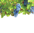 Clusters of grapes isolated on a white background Clusters of grapes isolated on a white background