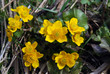 Caltha palustris Caltha palustris