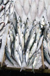 Fresh Blue Fish Fresh Blue Fish