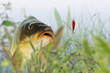 Fische 76