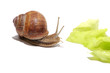 hungrige Weinbergschnecke