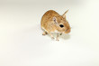 Gerbil